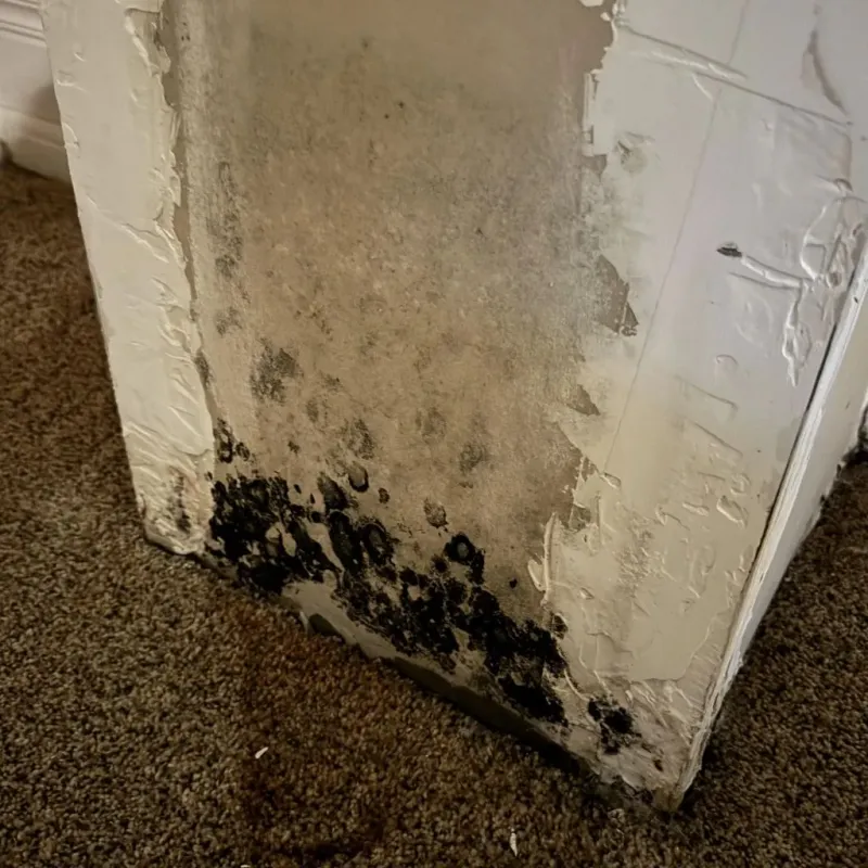 Professional Mold Removal in Richmond, NH